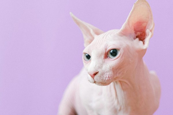 How to Care for the Special Needs of a Sphynx Cat?