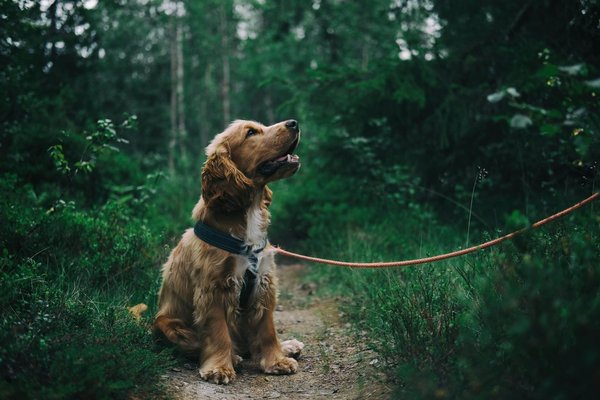 How to Use Positive Reinforcement to Train Your Dog to Stop Chewing Shoes?
