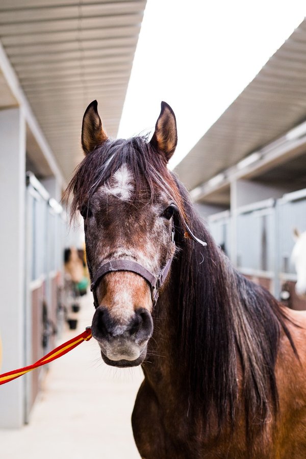 How Can Horse Riders Improve Posture and Balance for Dressage Competitions?